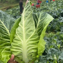 牛心甘蓝口感清脆回甜#牛心甘蓝产地直发当天砍欢迎各位老板