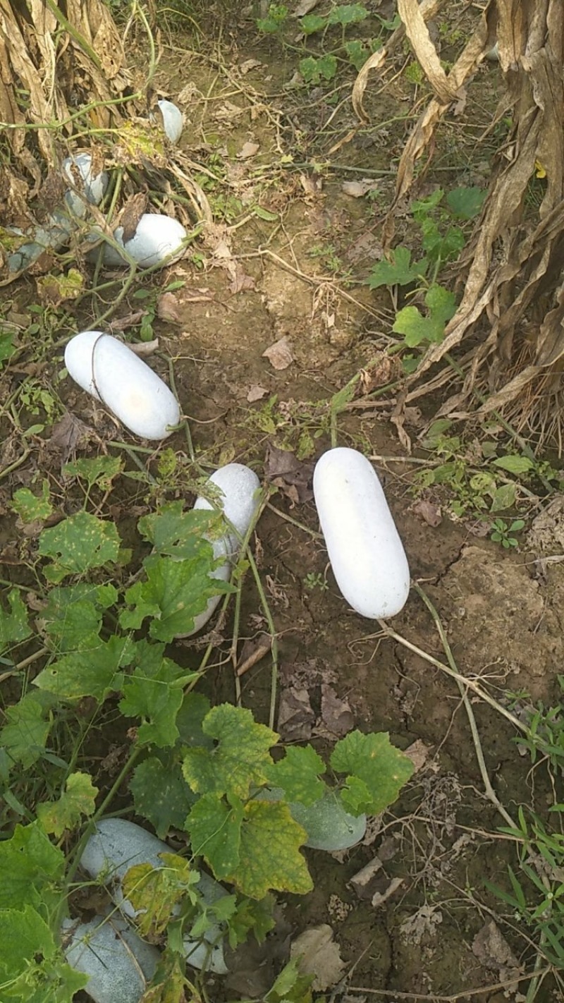 河南黑皮冬瓜大量上市中，产地一手货源视频看货，对接全国