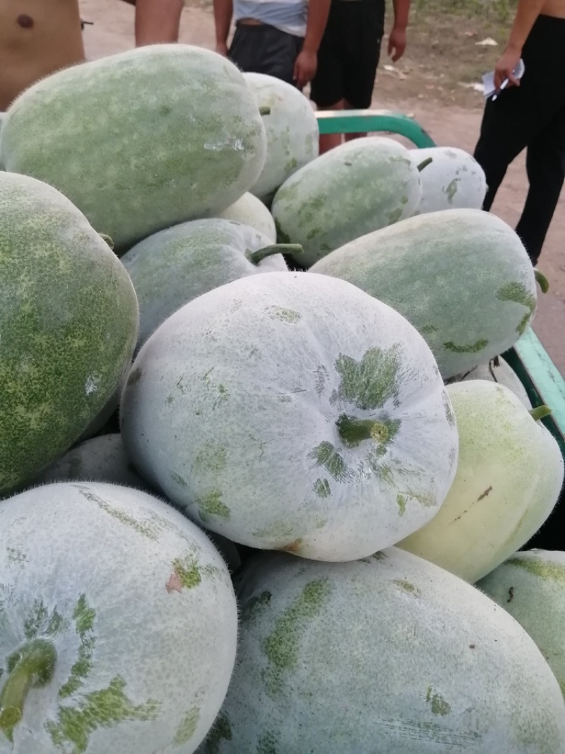 河南黑皮冬瓜大量上市中，产地一手货源视频看货，对接全国