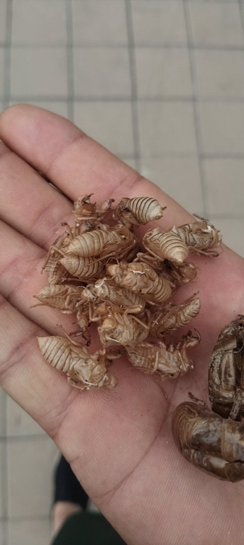 蝉蜕，知了皮