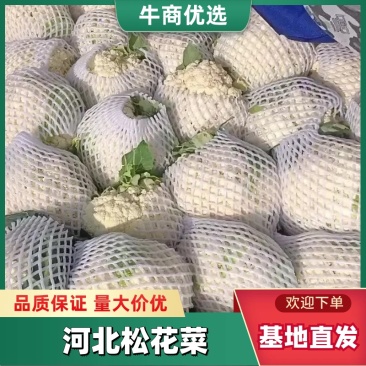 精品花菜大量上市中，产地一手货源，视频看货致电