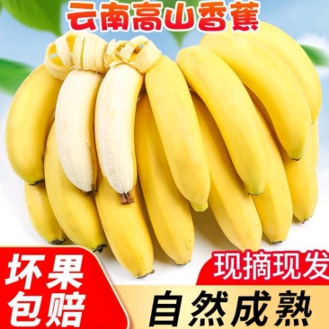 包熟云南河口香蕉威廉斯香蕉当季新鲜水果高山香蕉批发