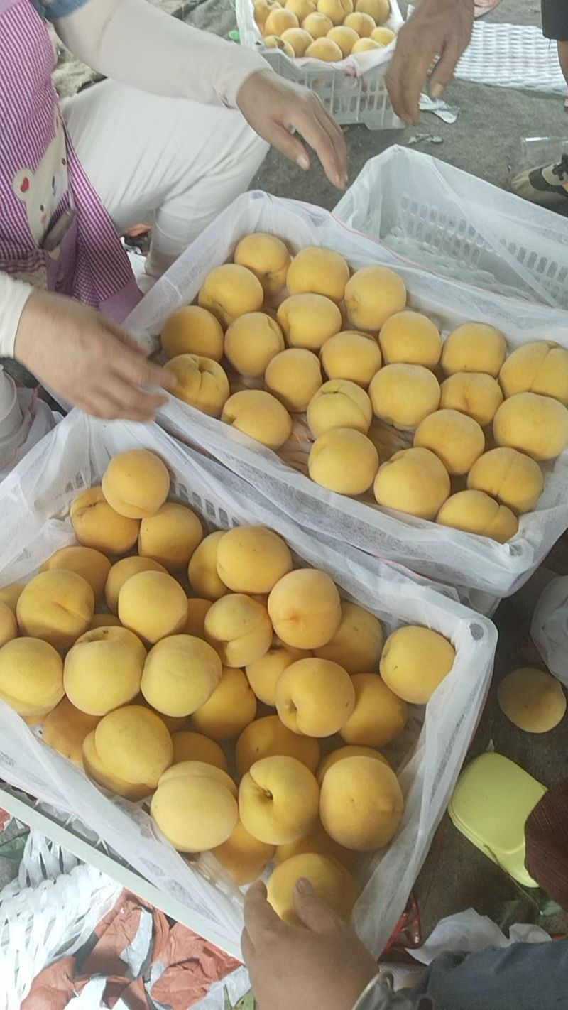 黄焗油大量上市货源充足按质量规格论价代办一切手续