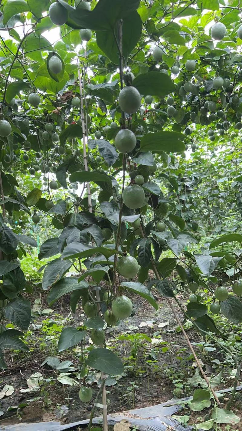 钦蜜9号百香果