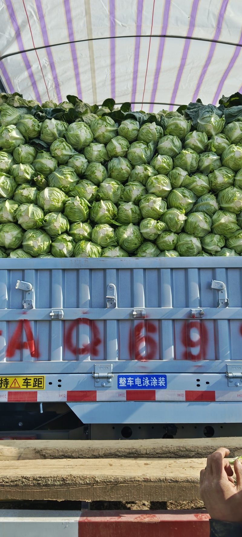 精品牛心甘蓝整车发货精品牛心甘蓝高山有机蔬菜