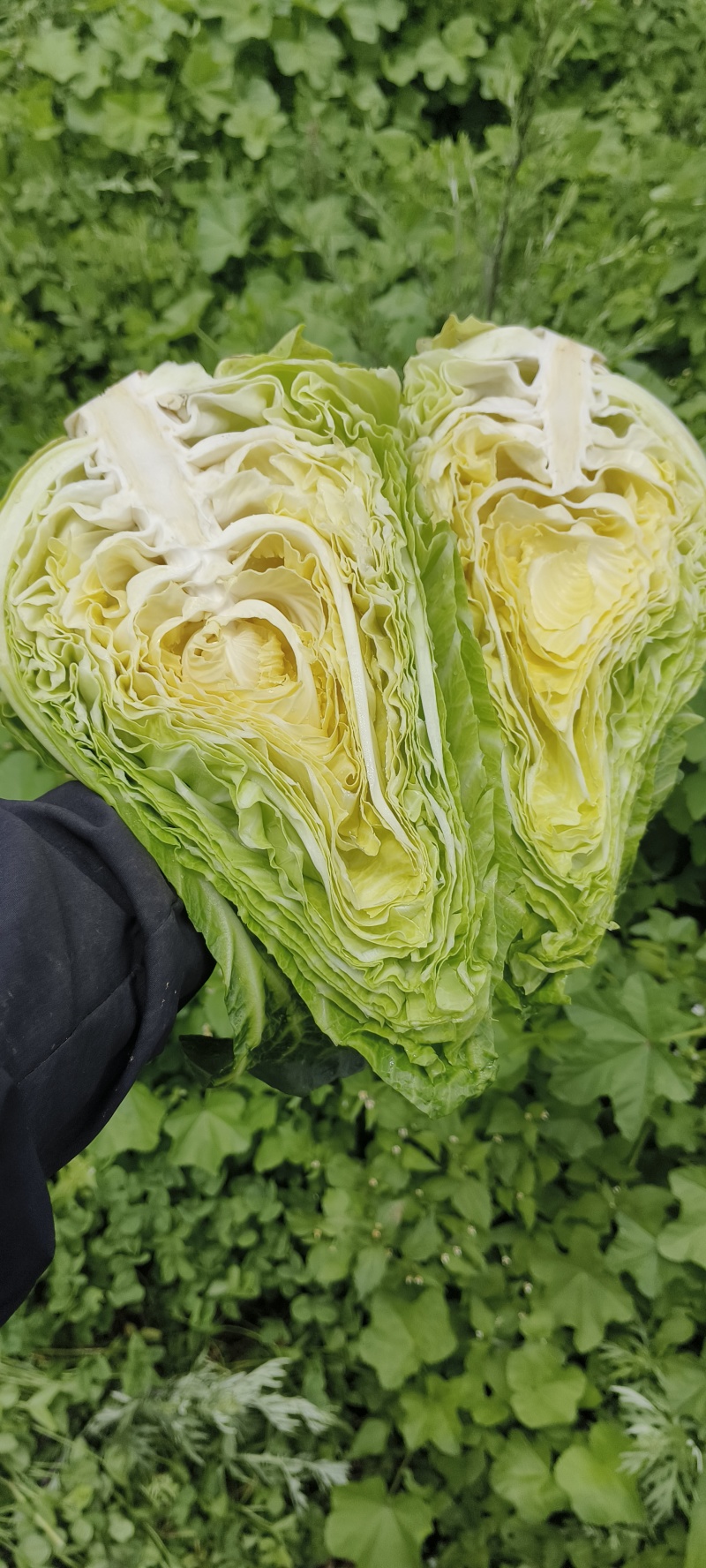 牛心甘蓝高山冷凉蔬菜产地直发，没有虫眼和黄底菜包得不紧！
