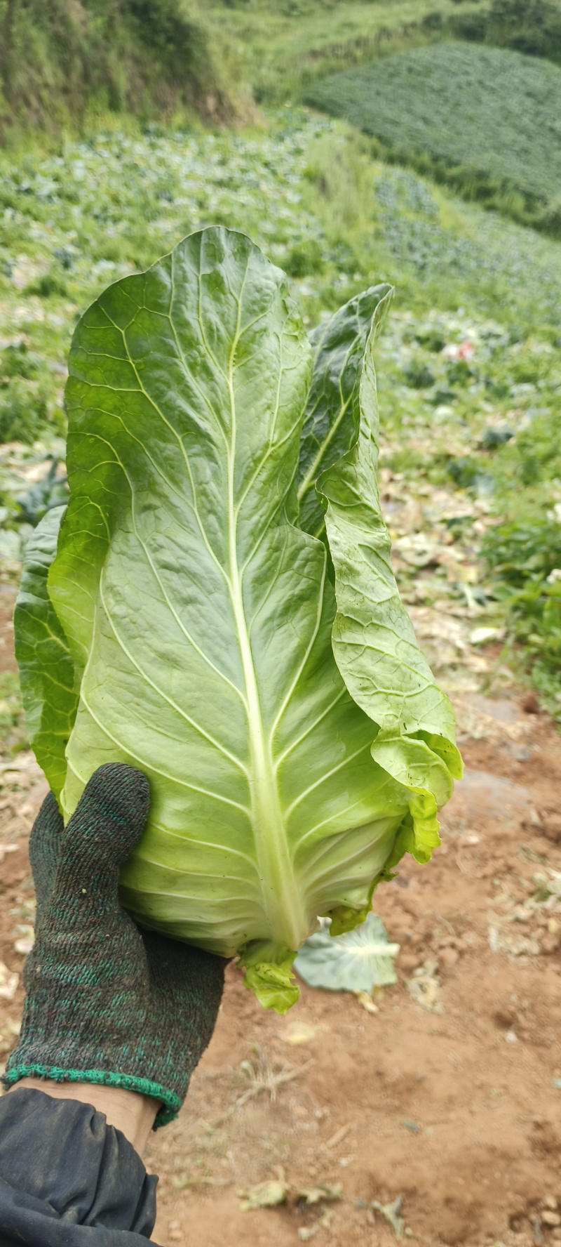 精品高山牛心甘蓝，专业种植精品牛心甘蓝，翠绿好看没有虫眼