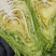 高山精品牛心甘蓝！产地直发，牛心甘蓝专业种植户欢迎看菜