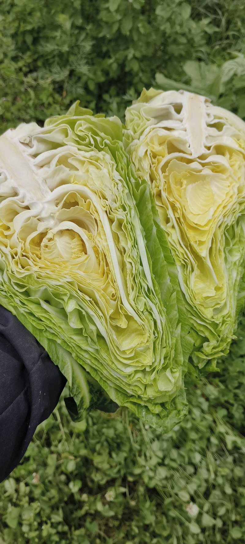 高山精品牛心甘蓝！产地直发，牛心甘蓝专业种植户欢迎看菜