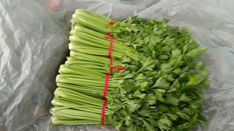 河南芹菜大量上市中，一手货源视频看货对接全国，欢迎致电