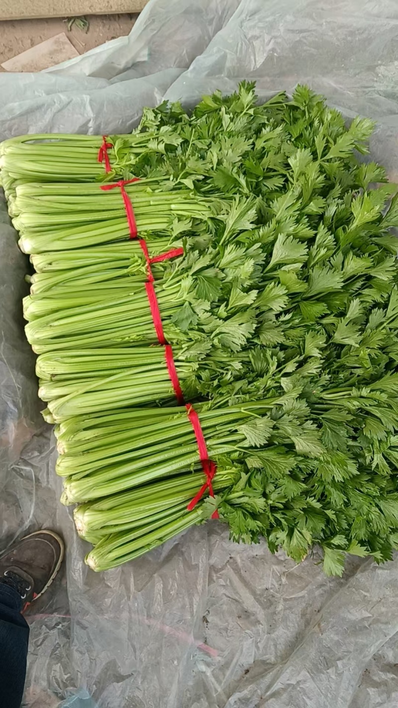 河南芹菜大量上市中，一手货源视频看货对接全国，欢迎致电