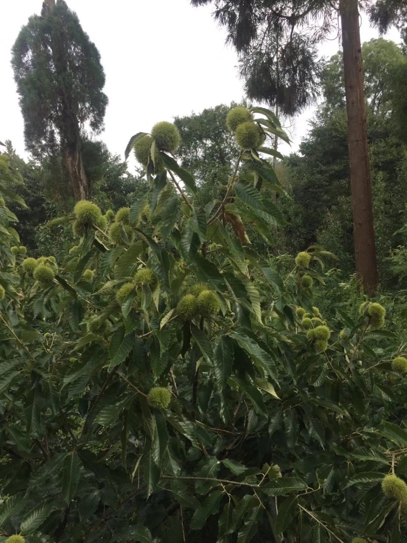 高山好板栗，品质有保证