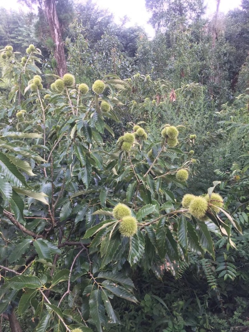 高山好板栗，品质有保证