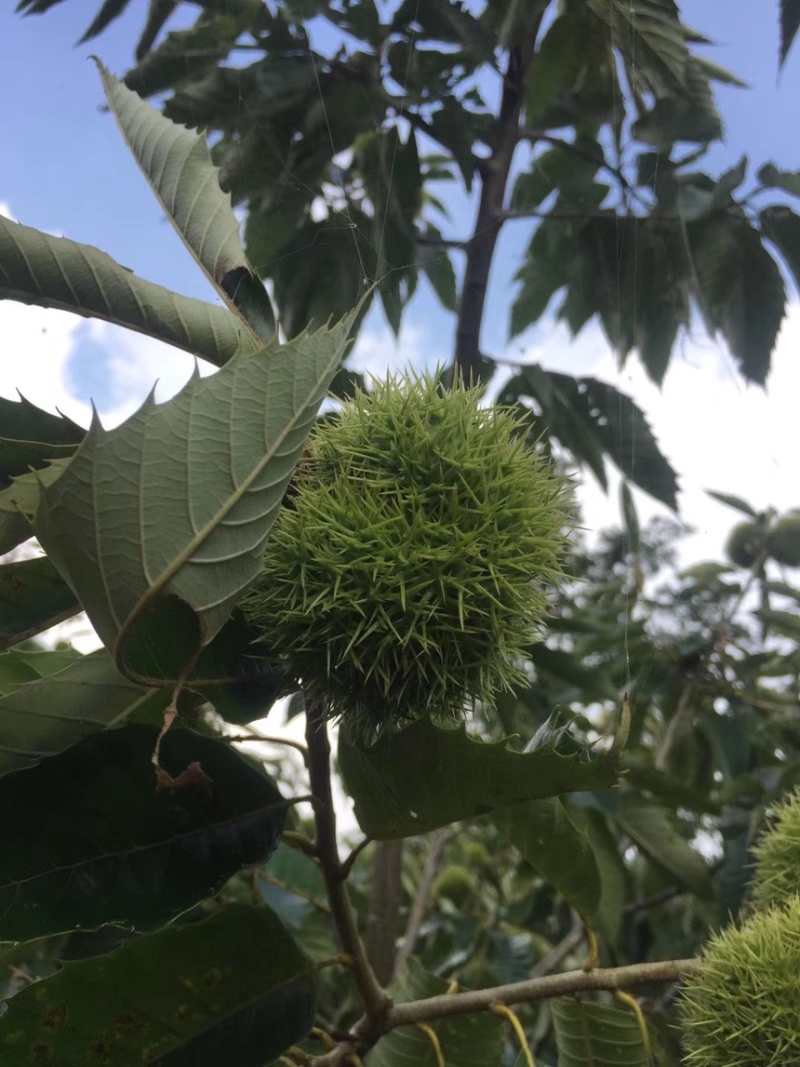 高山好板栗，品质有保证