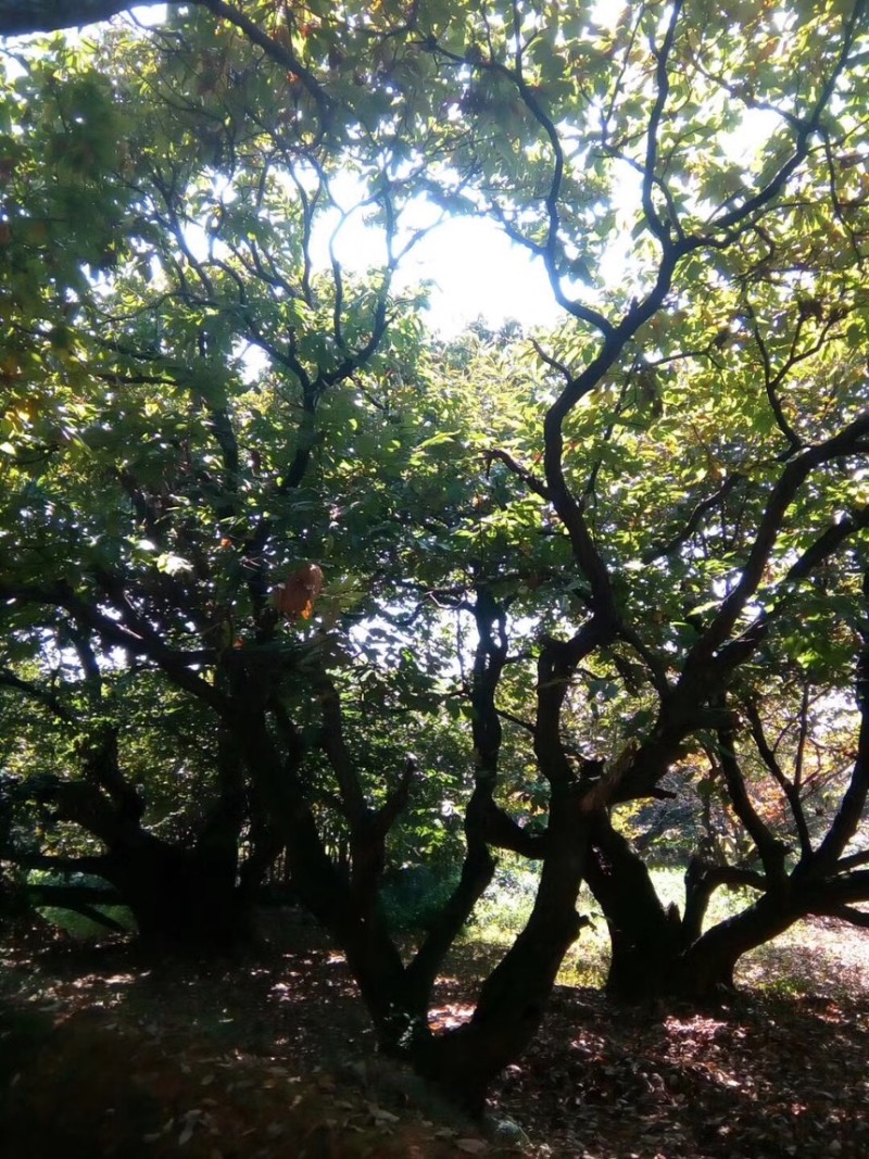 高山好板栗，品质有保证