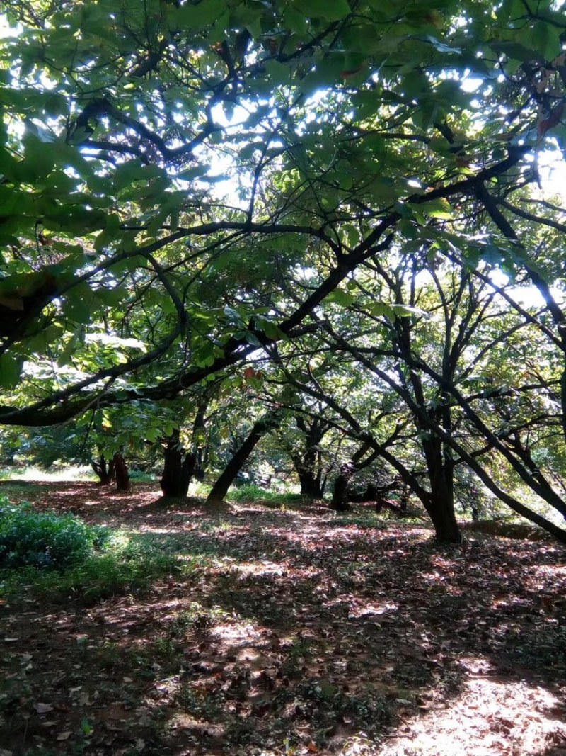 高山好板栗，品质有保证