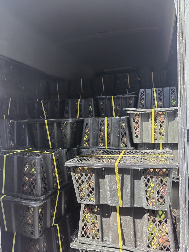 波姬红加工用果，欢迎有实力老板对接洽谈！