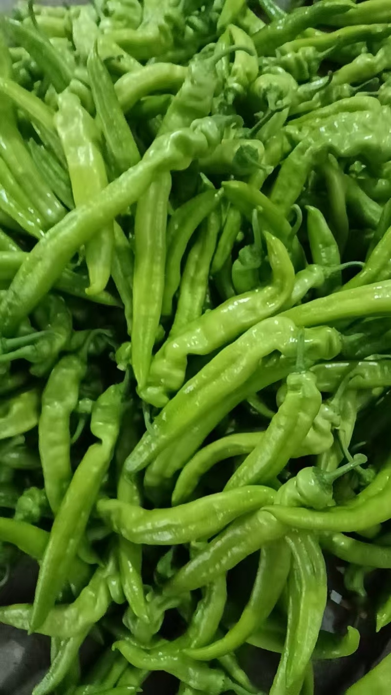 河南精品螺丝椒大量上市中，一手货源视频看货，对接全国致电