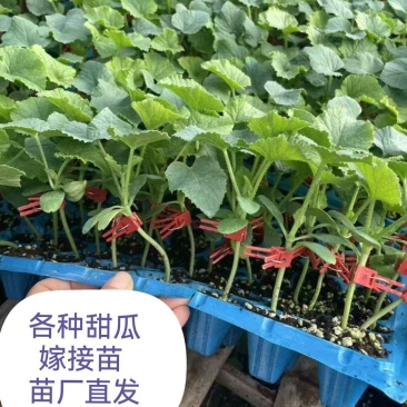 花蜜819甜瓜苗糖度高口感好产量高抗病强苗厂直发