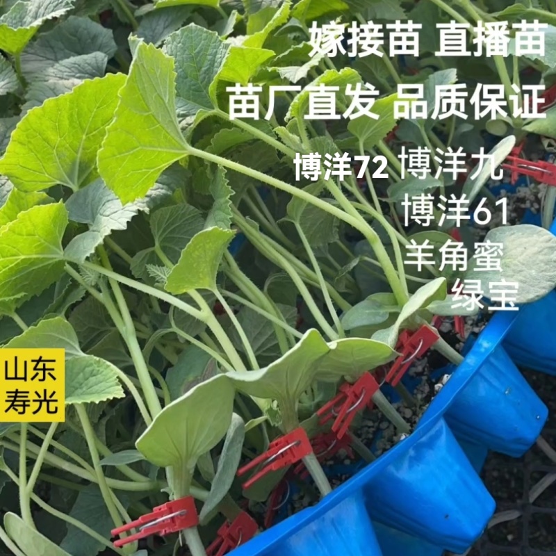 花蜜819甜瓜苗糖度高口感好产量高抗病强苗厂直发
