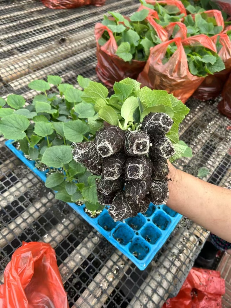 花蜜819甜瓜苗糖度高口感好产量高抗病强苗厂直发