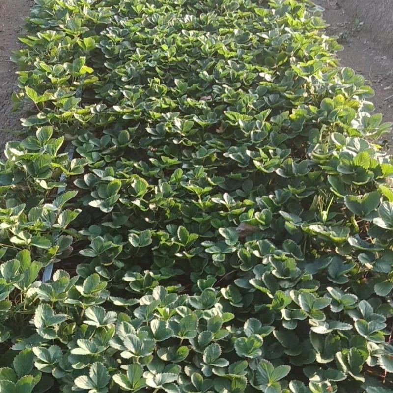阜阳天仙醉草莓苗妙香三号产地直达实地看苗量大优惠