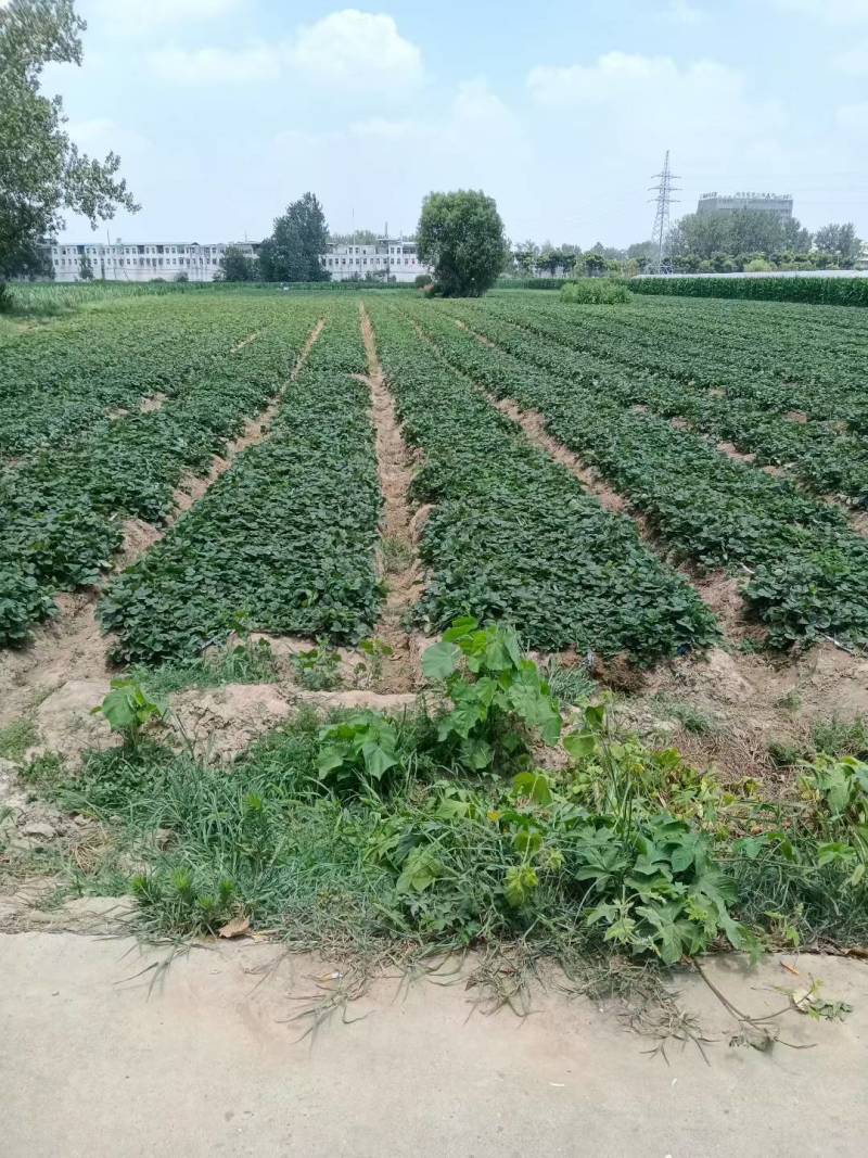 阜阳天仙醉草莓苗妙香三号产地直达实地看苗量大优惠