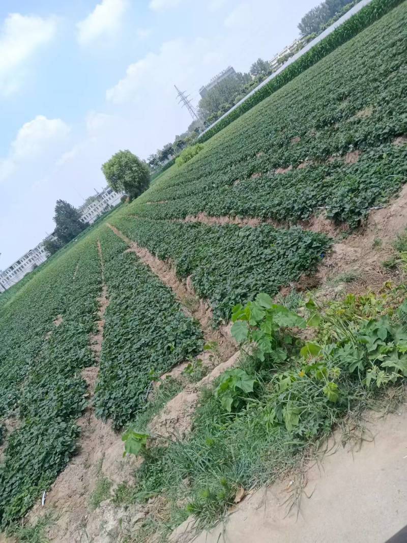 阜阳天仙醉草莓苗妙香三号产地直达实地看苗量大优惠