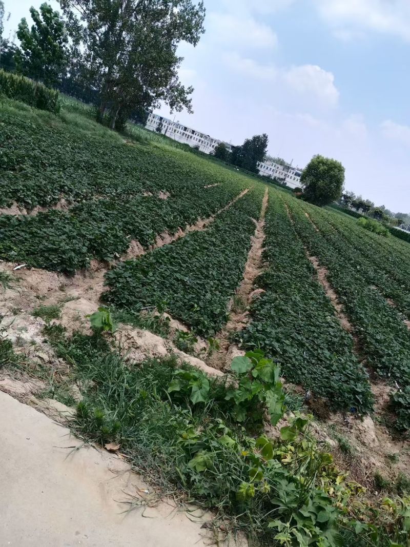 阜阳天仙醉草莓苗妙香三号产地直达实地看苗量大优惠