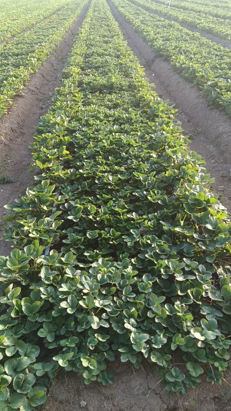 阜阳天仙醉草莓苗妙香三号产地直达实地看苗量大优惠