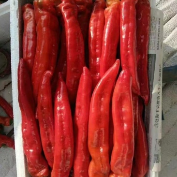 红牛椒