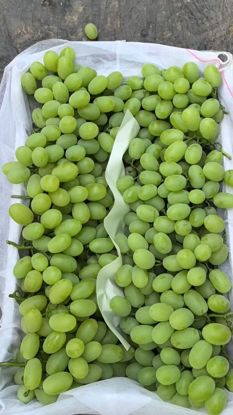山西运城稷山青提葡萄已大量上市了，欢迎合作共赢