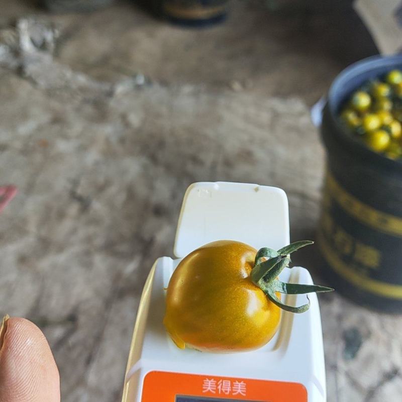 唐伯虎