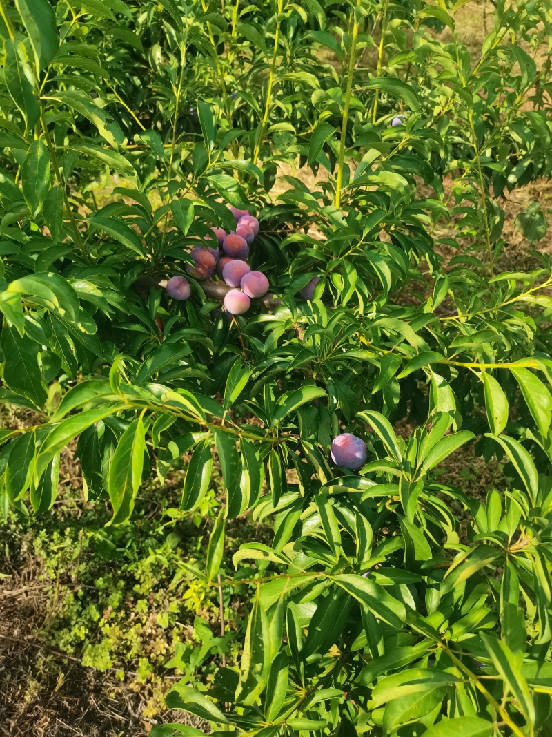 脆红李