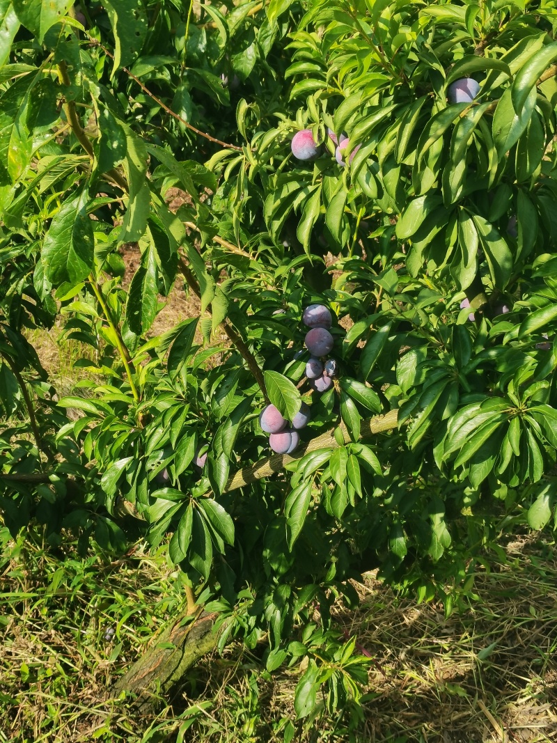 脆红李