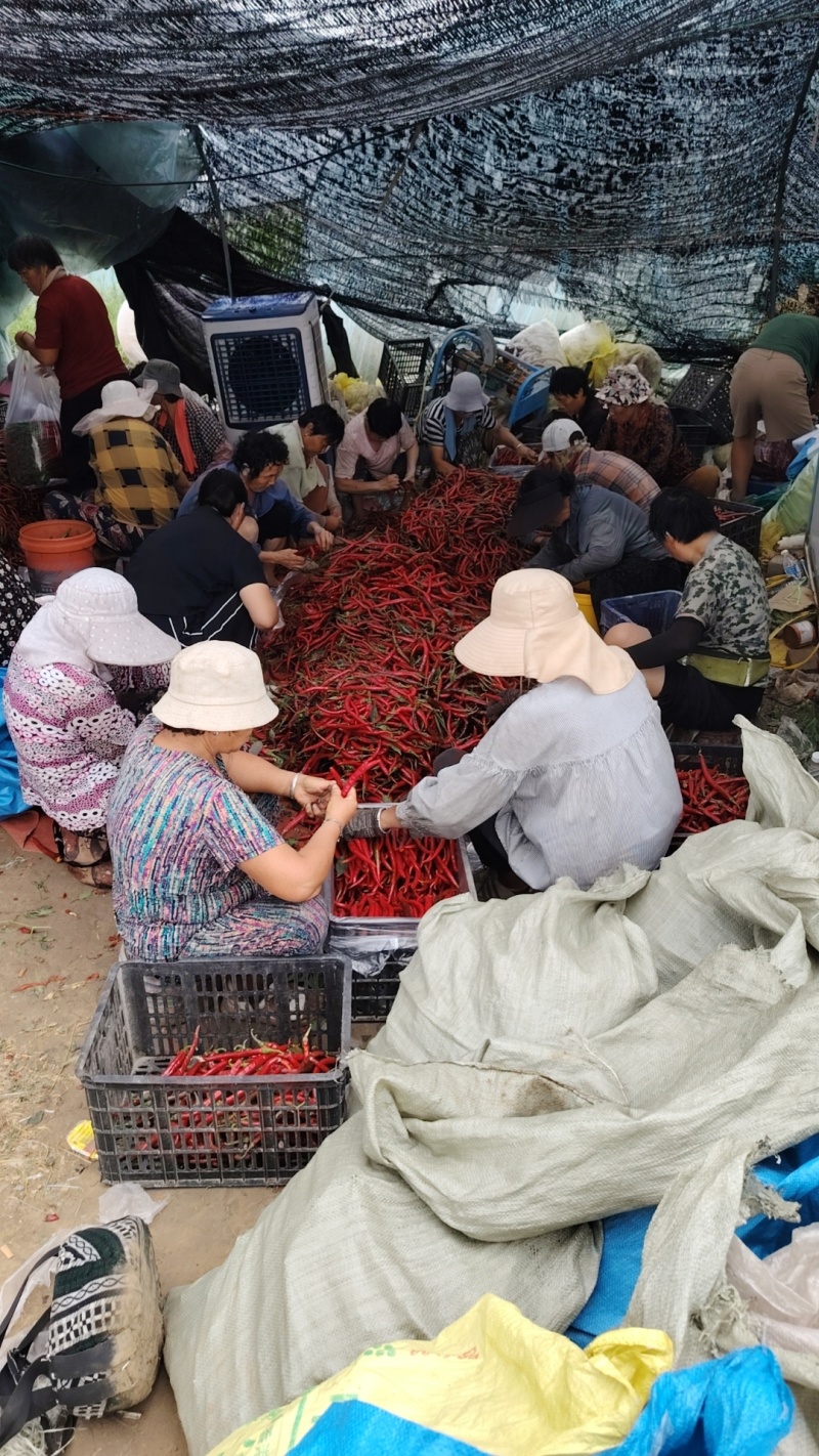 大棚精品红线椒
