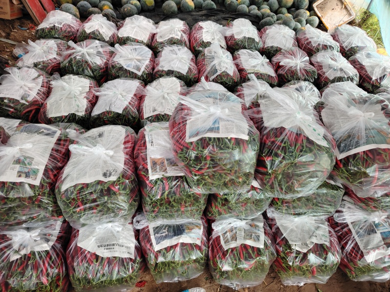 大棚精品红线椒