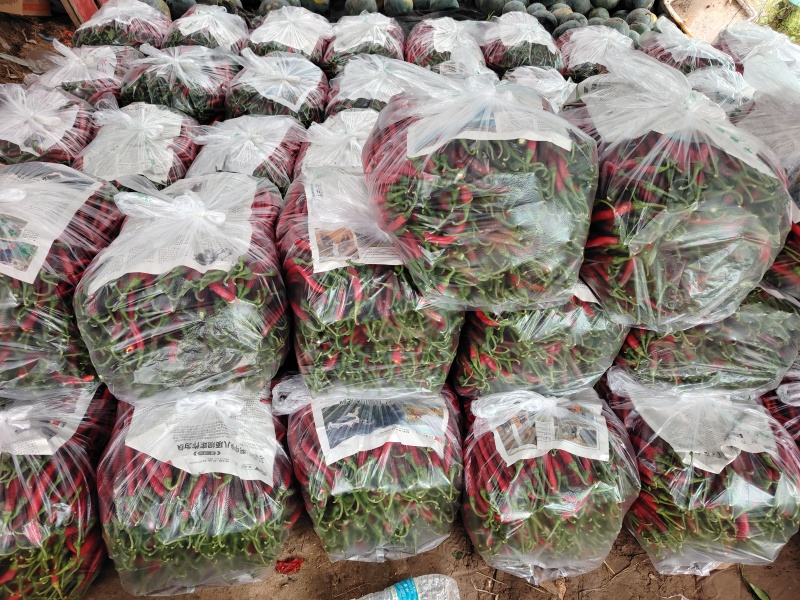 大棚精品红线椒