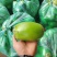 大棚精品青茄子