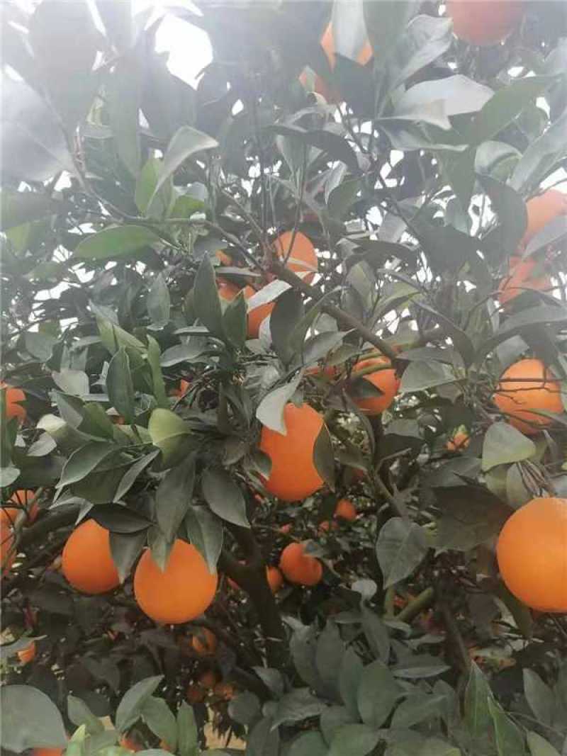 湖北纽荷尔脐橙产地直发货源充足量大价优欢迎随时电话联系