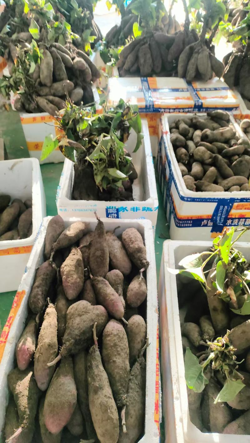 紫山药大量现货，量大从优，价格便宜