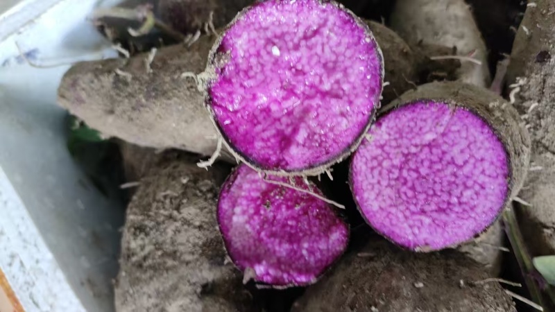 紫山药大量现货，量大从优，价格便宜