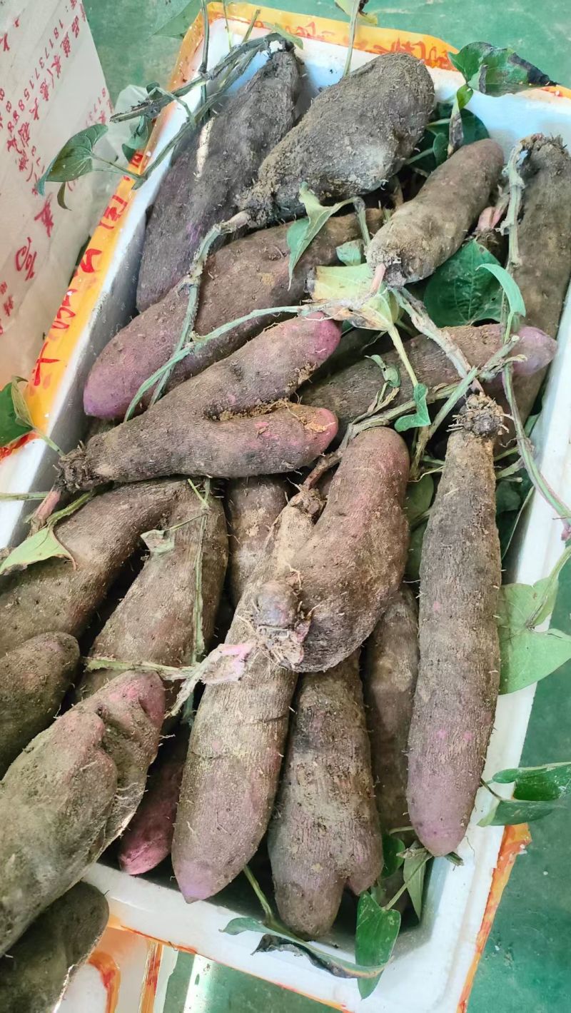 紫山药大量现货，量大从优，价格便宜