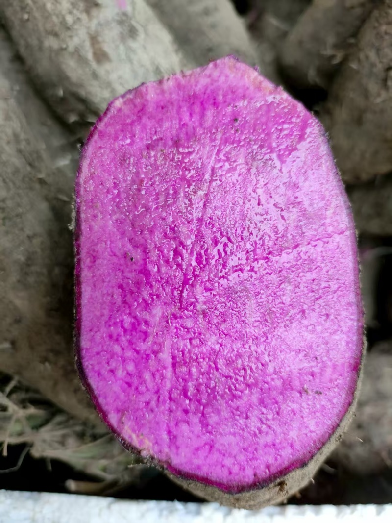 紫山药大量现货，量大从优，价格便宜