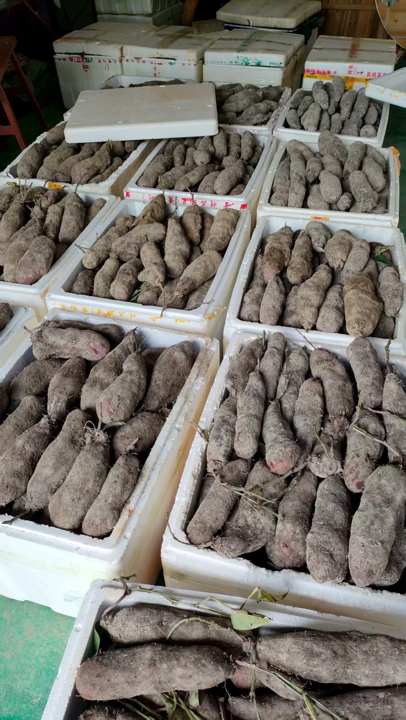 紫山药大量现货，量大从优，价格便宜