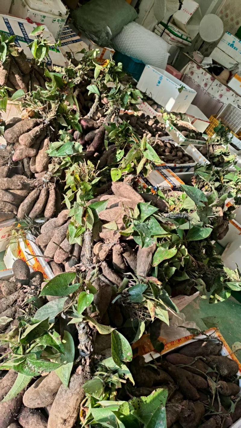 紫山药大量现货，量大从优，价格便宜