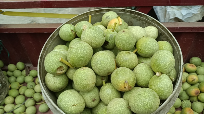 新鲜青皮核桃