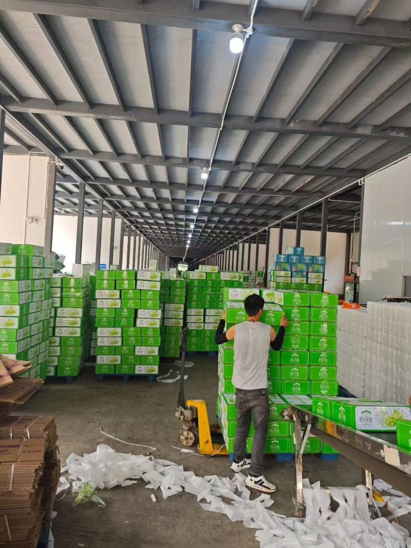 阳光玫瑰流量又起来了需要代发联系