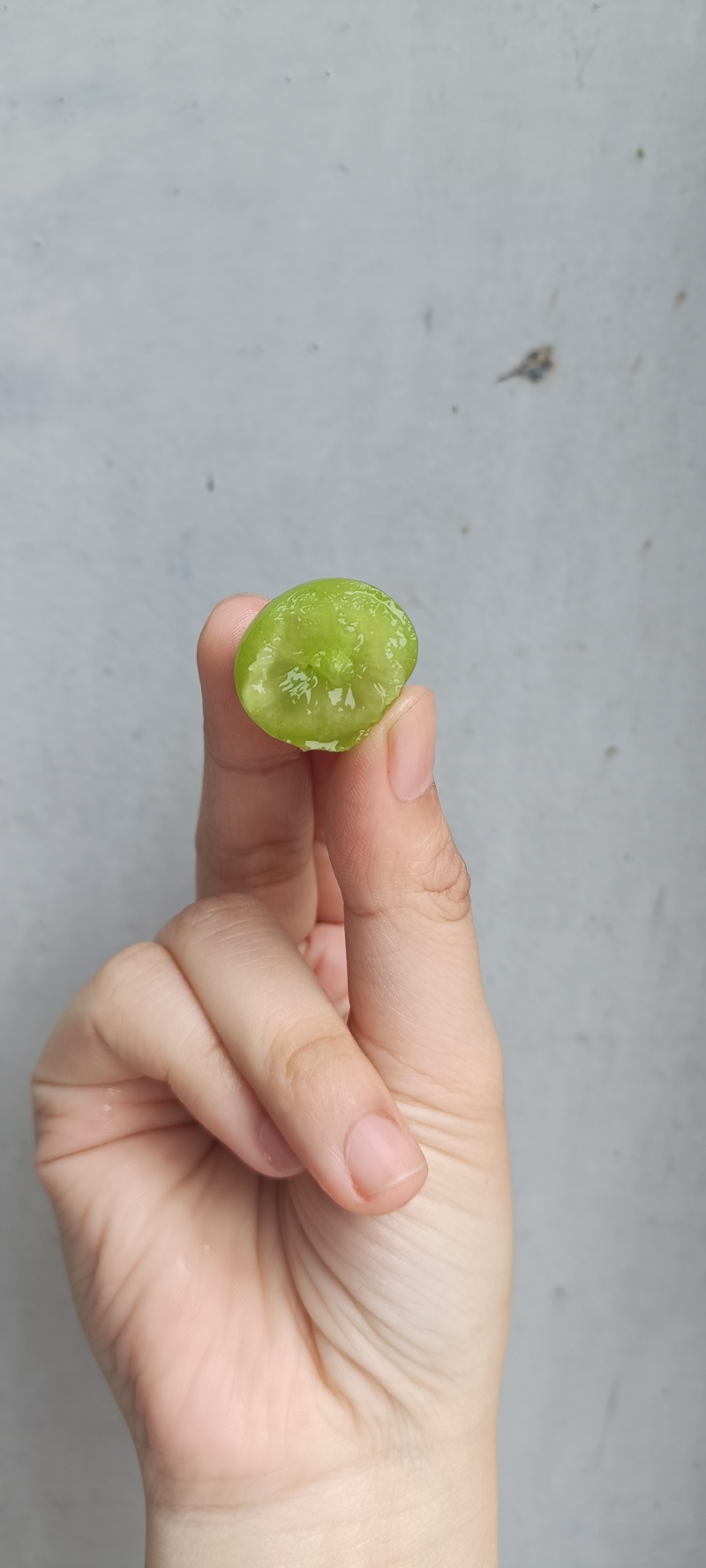 阳光玫瑰流量又起来了需要代发联系