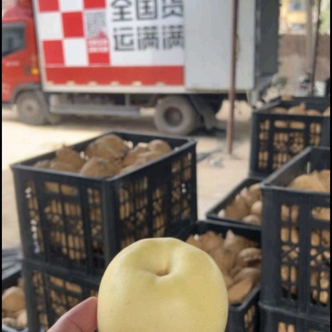 不去袋皇冠梨个大口感好大量有货有意老板滴滴